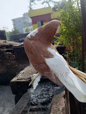 Pigeon