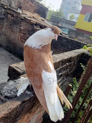 Pigeon
