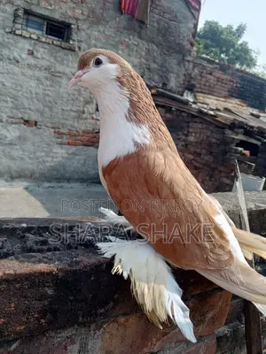 Pigeon