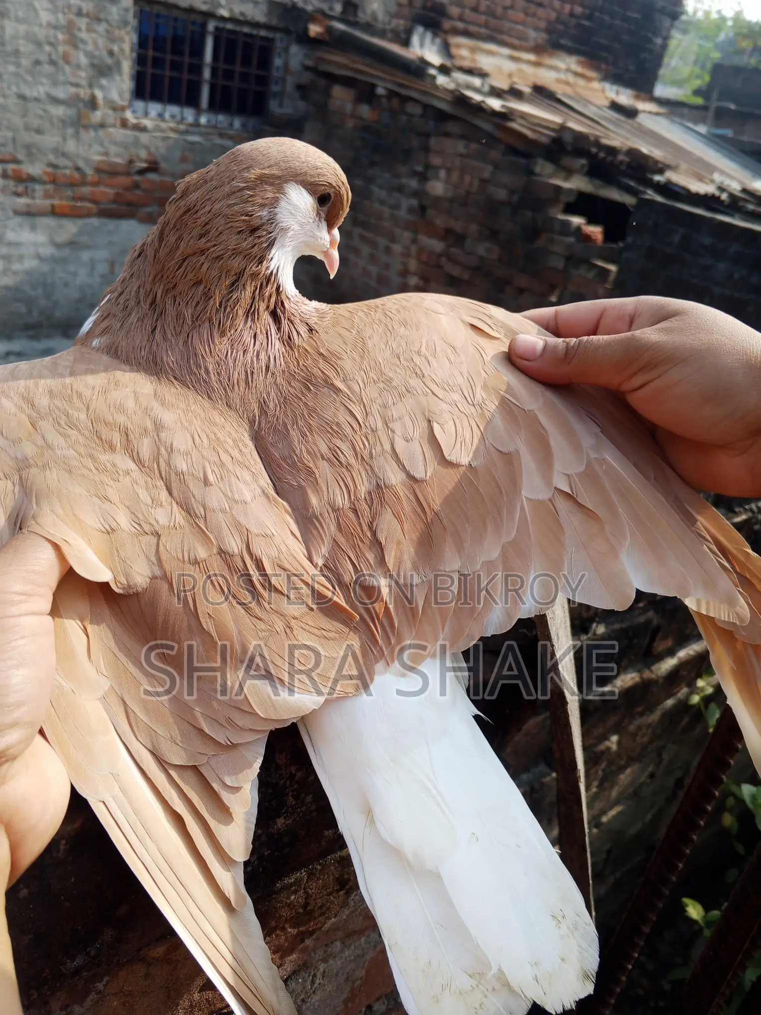 Pigeon