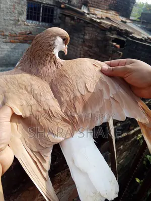 Pigeon