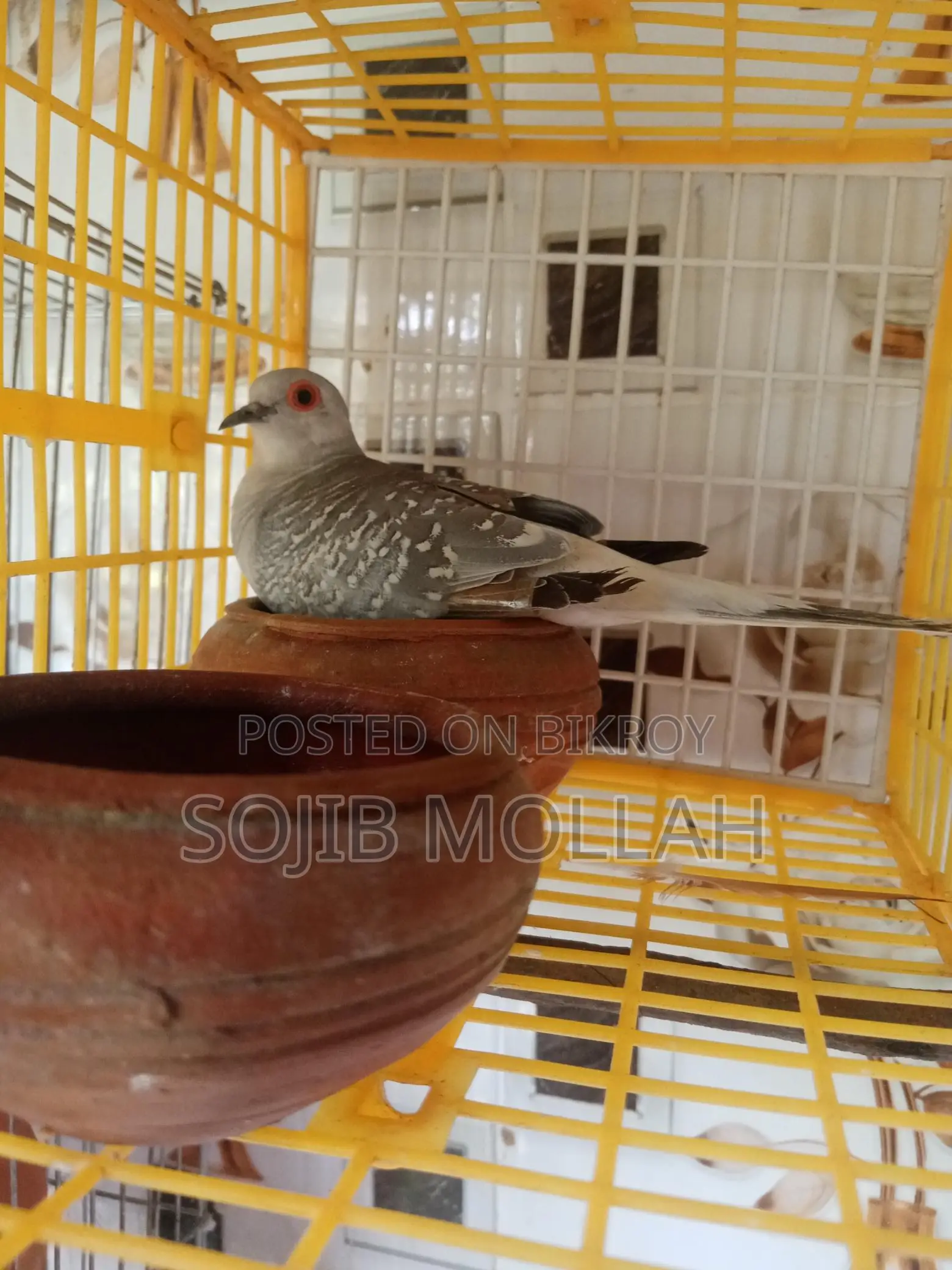 Bird Sale