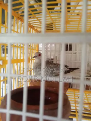 Bird Sale