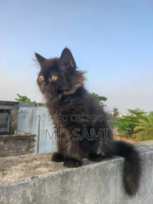 Persian cat