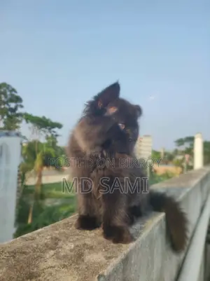 Persian cat