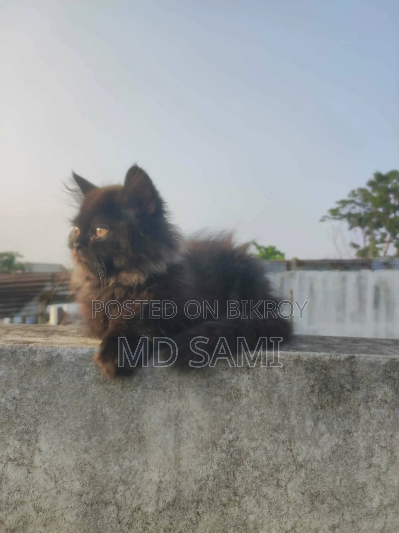 Persian cat