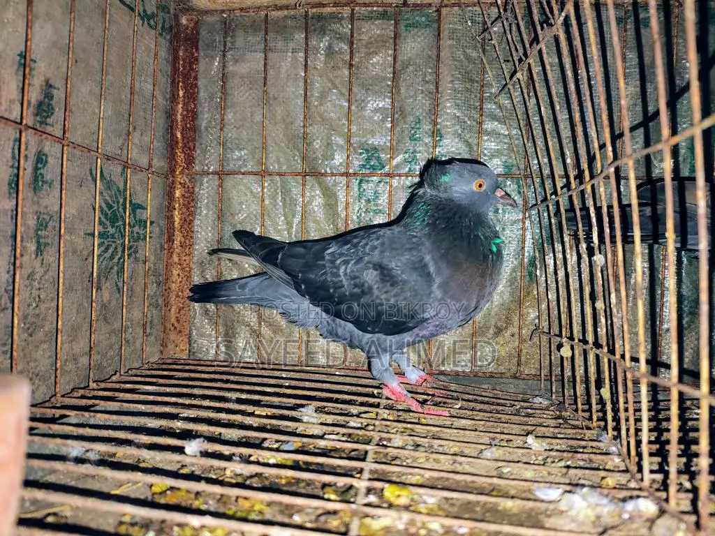 Pigeons for Sale