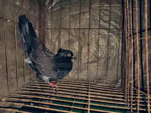 Pigeons for Sale