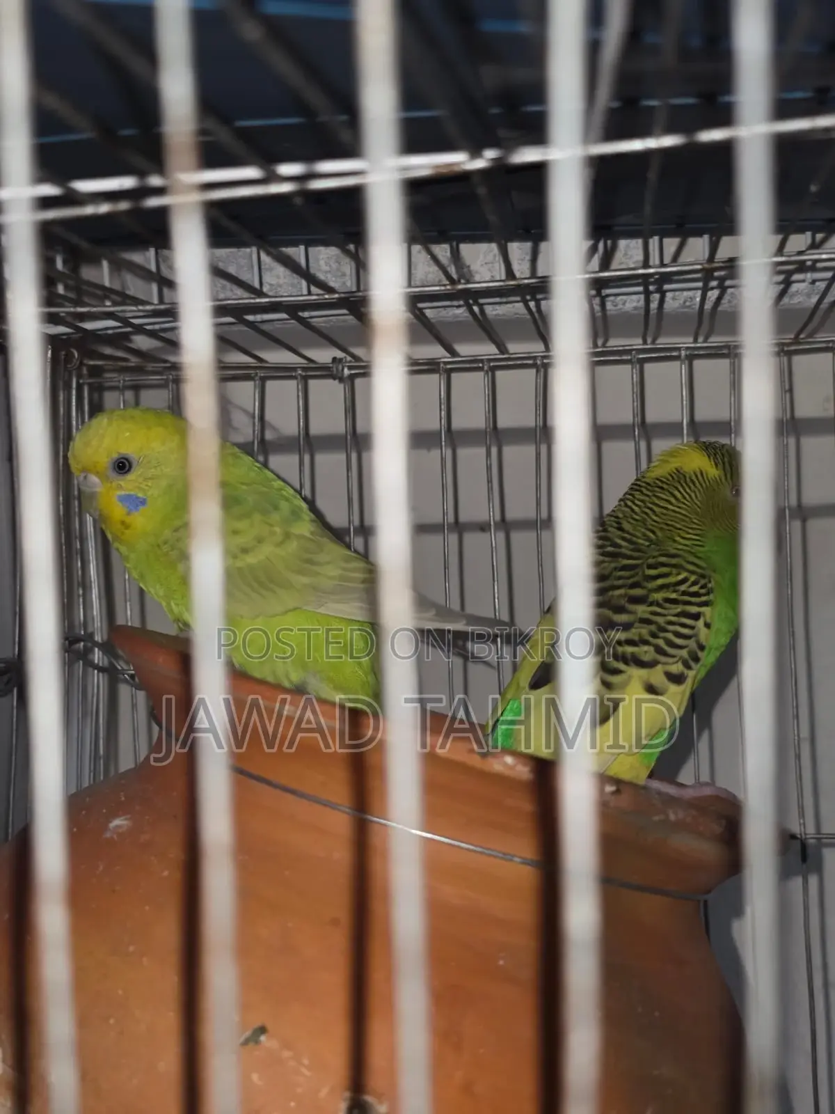 Budgie Running Pair Male Female