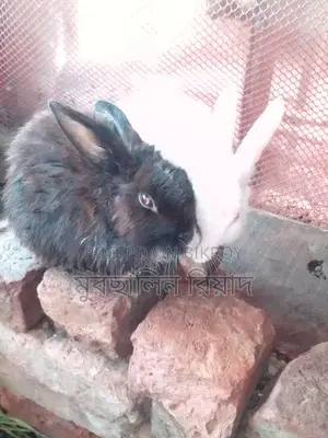 Selling Pregnant Rabbits as a Pair