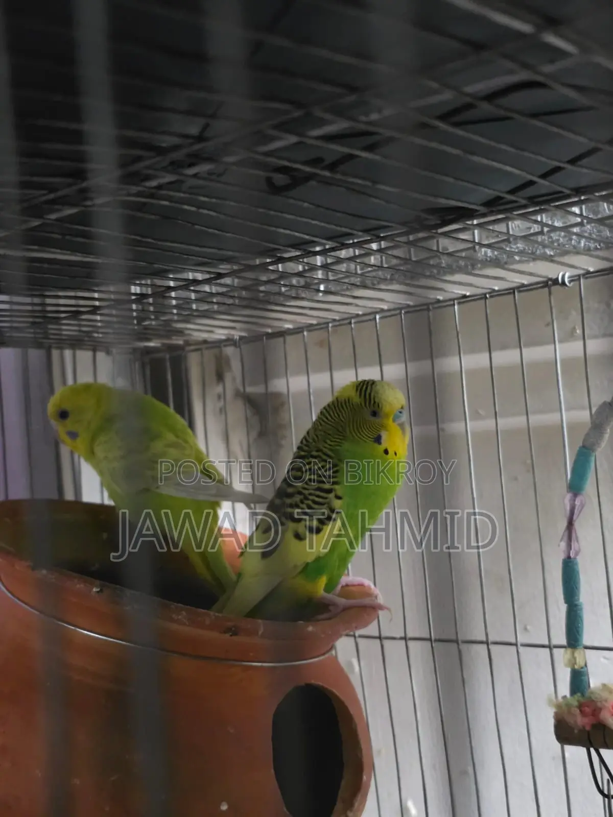Budgie Running Pair Male Female