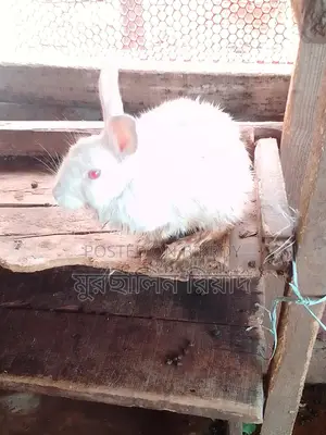 Selling Pregnant Rabbits as a Pair