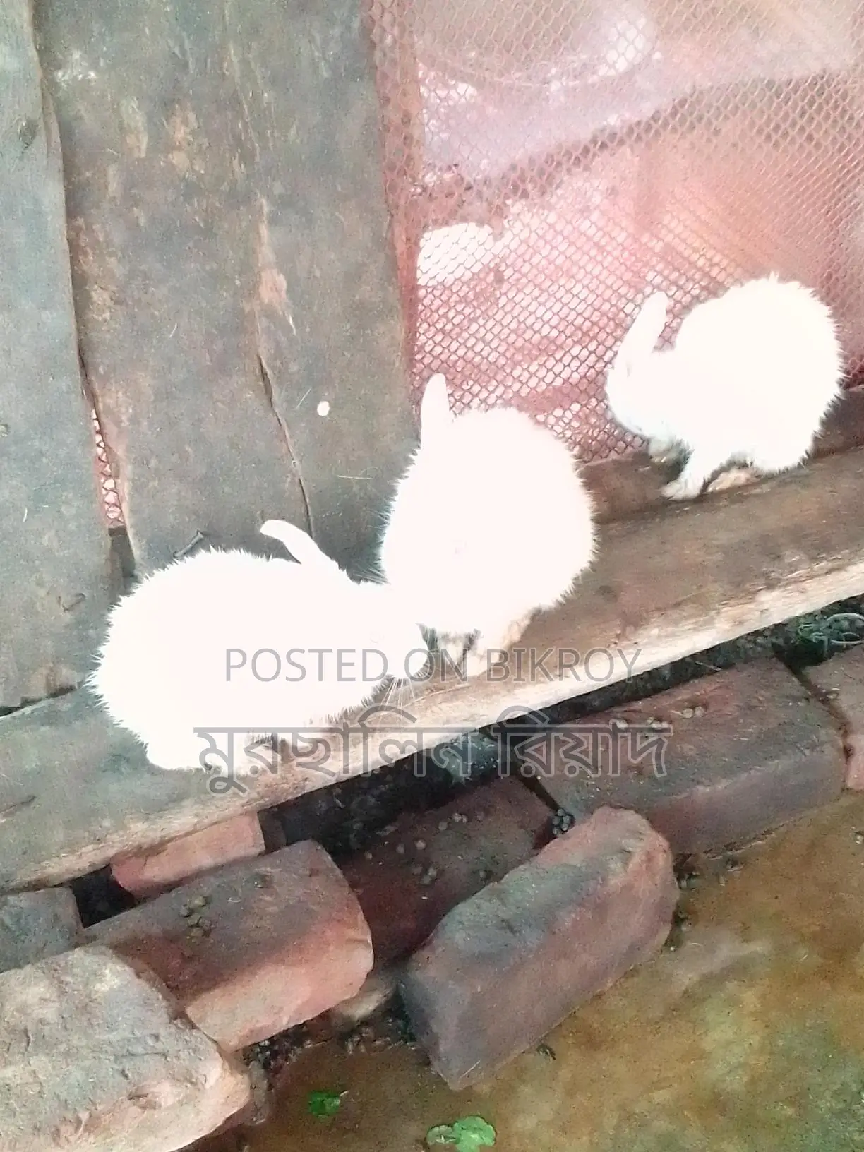 Selling Pregnant Rabbits as a Pair