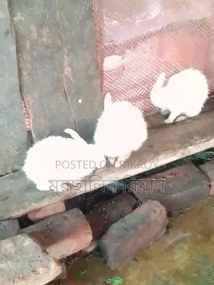 Selling Pregnant Rabbits as a Pair