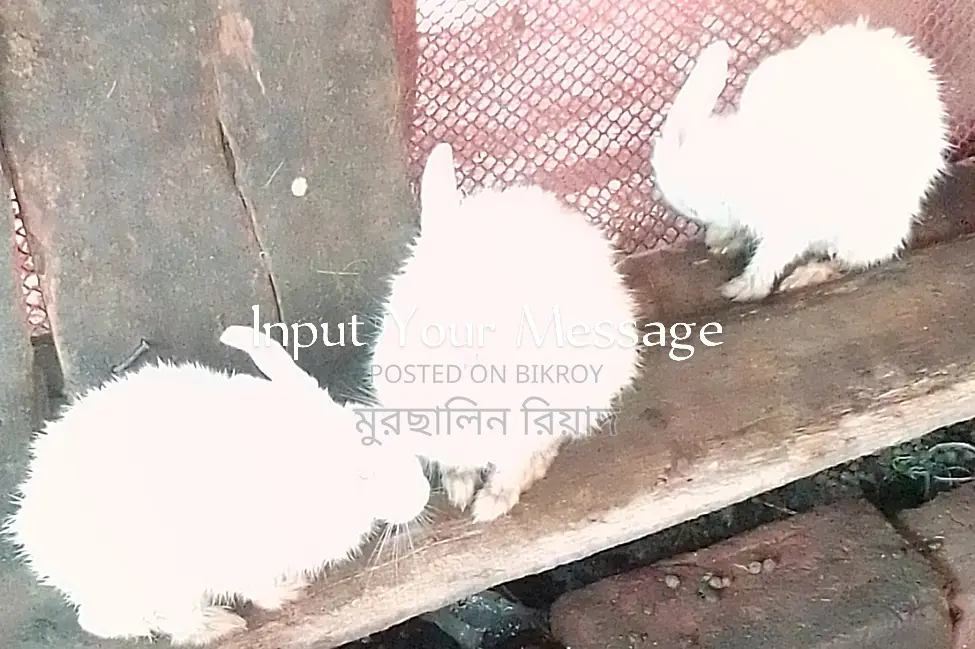 Selling Pregnant Rabbits as a Pair