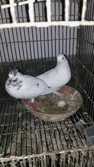 Giribaz Pigeons