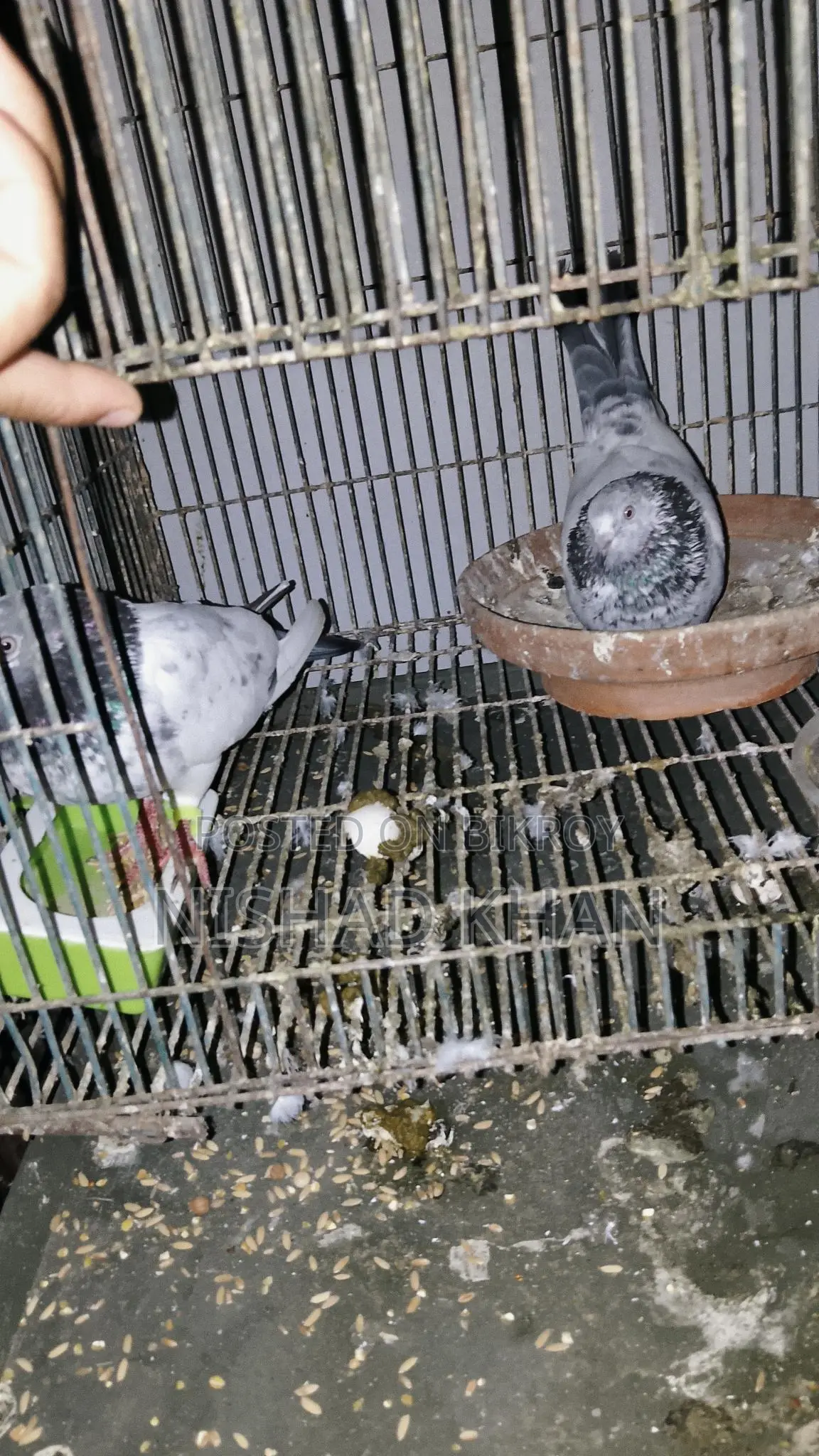 Giribaz Pigeons