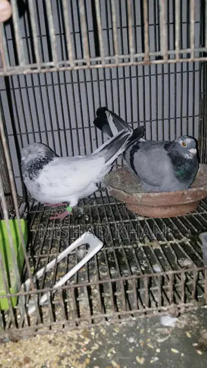 Giribaz Pigeons