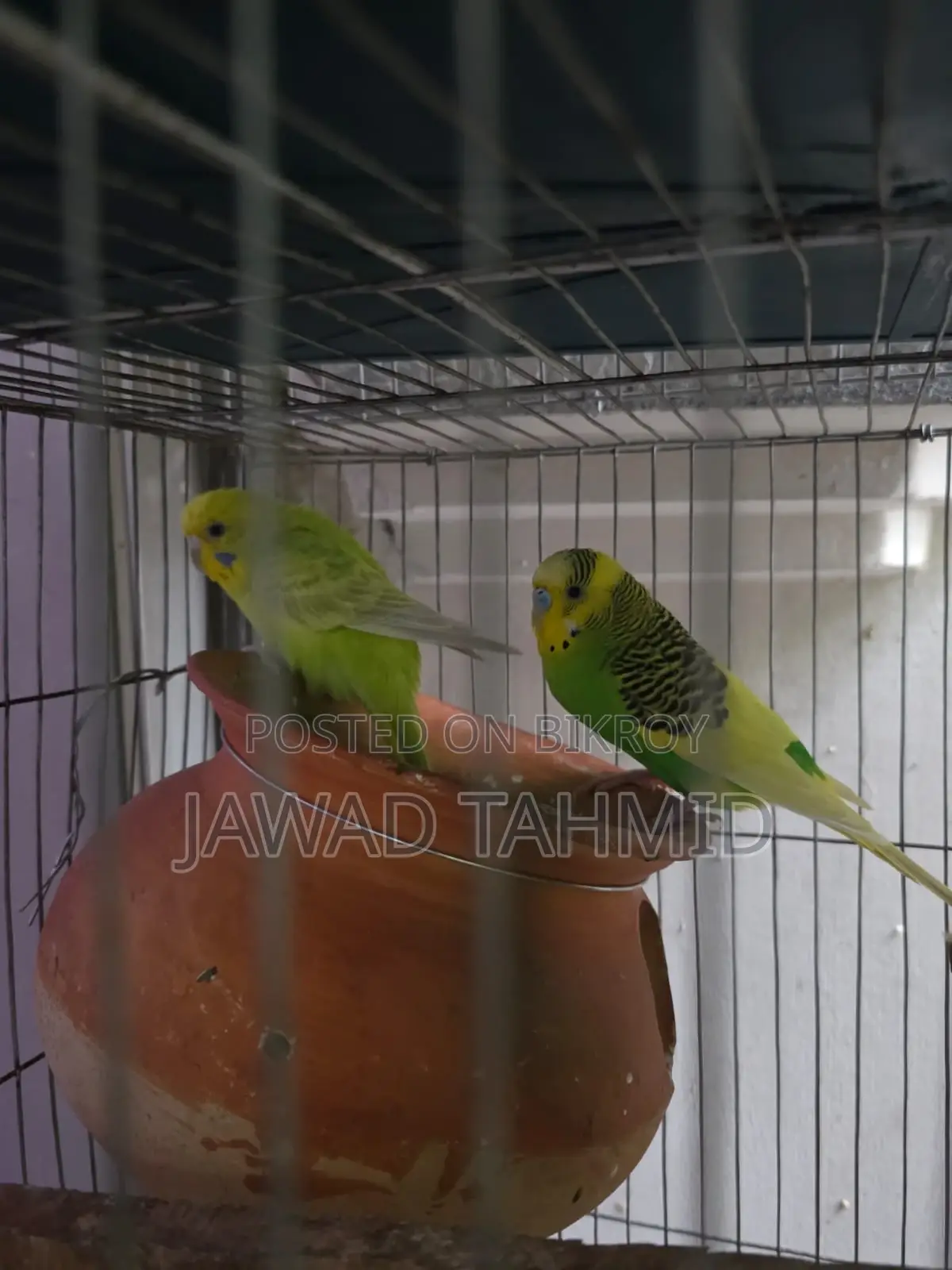 Budgie Running Pair Male Female