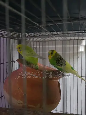 Budgie Running Pair Male Female