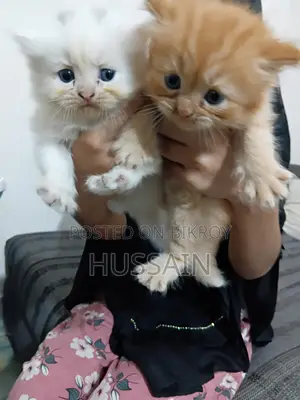 Persian Cat Traditional High Quality