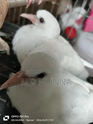 Australian White Dove