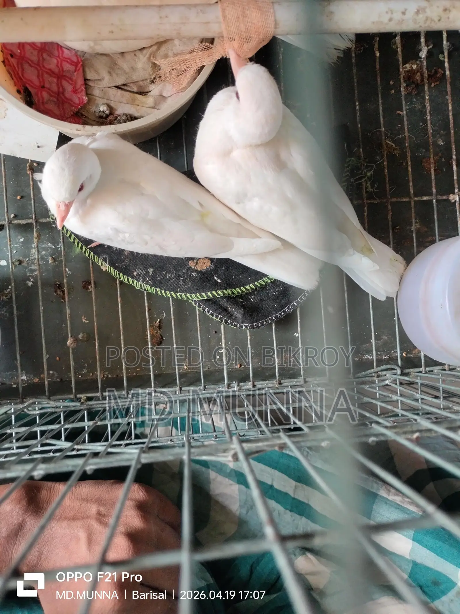 Australian White Dove