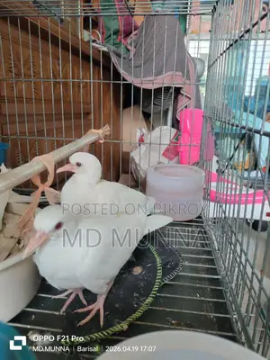 Australian White Dove