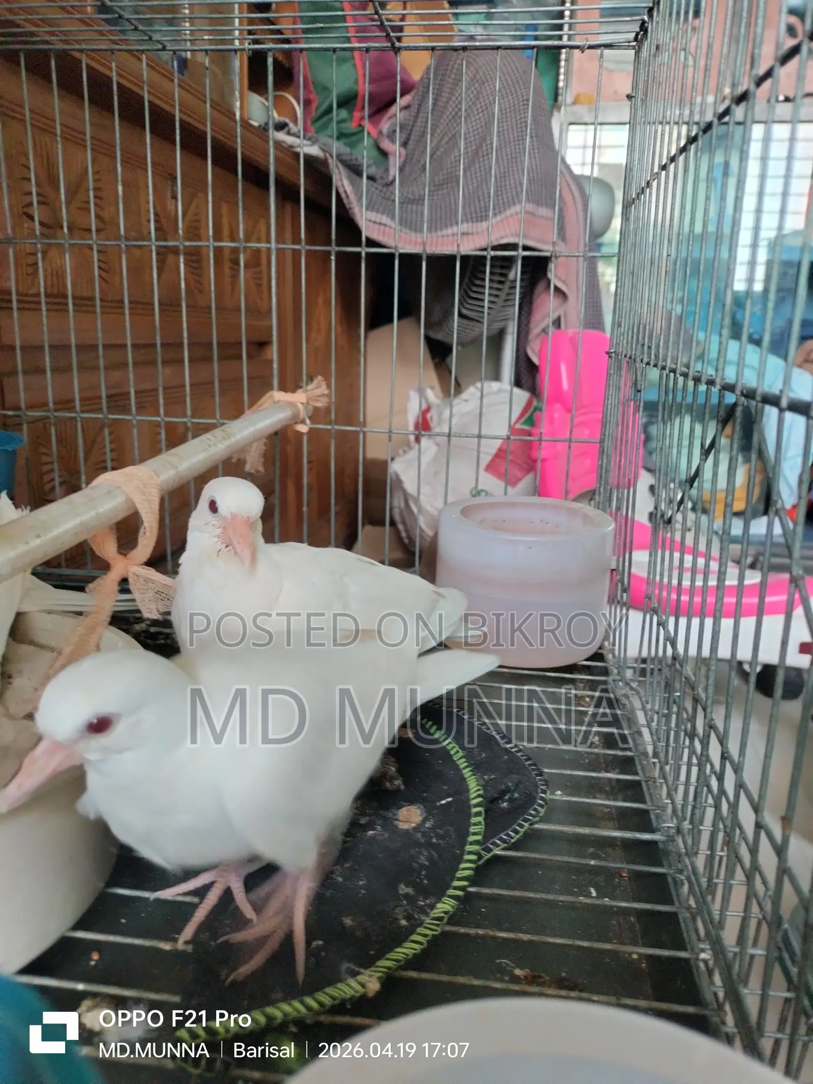 Australian White Dove