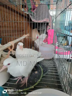 Australian White Dove
