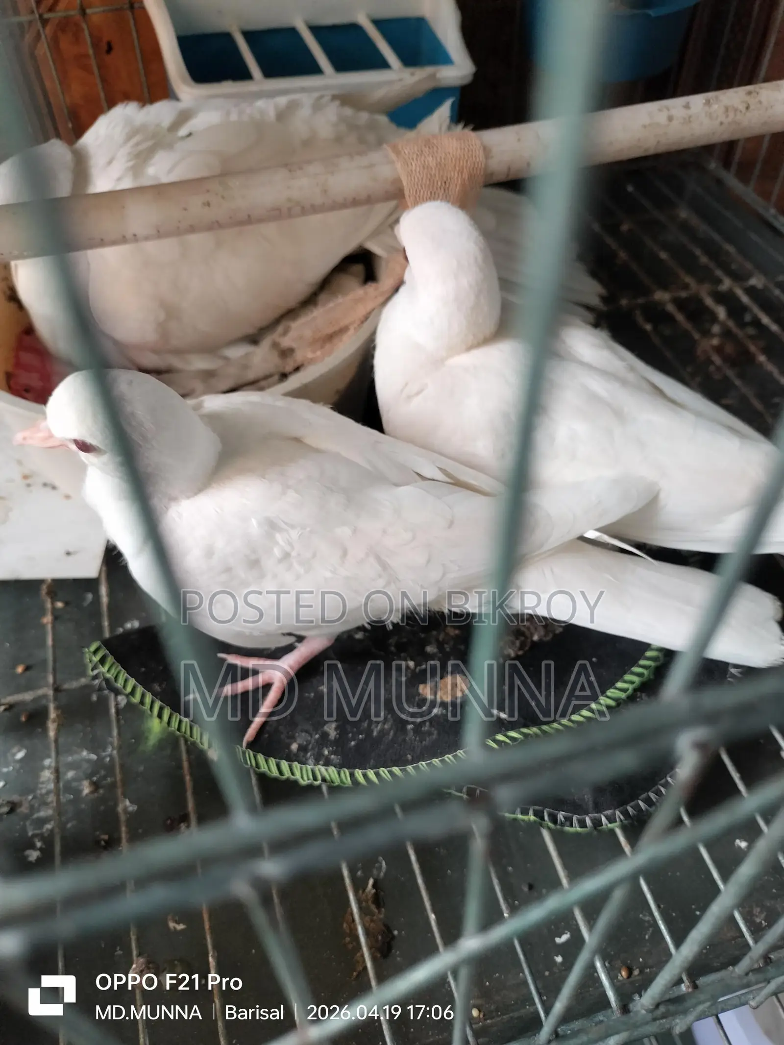 Australian White Dove