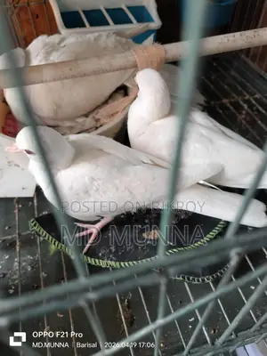Australian White Dove