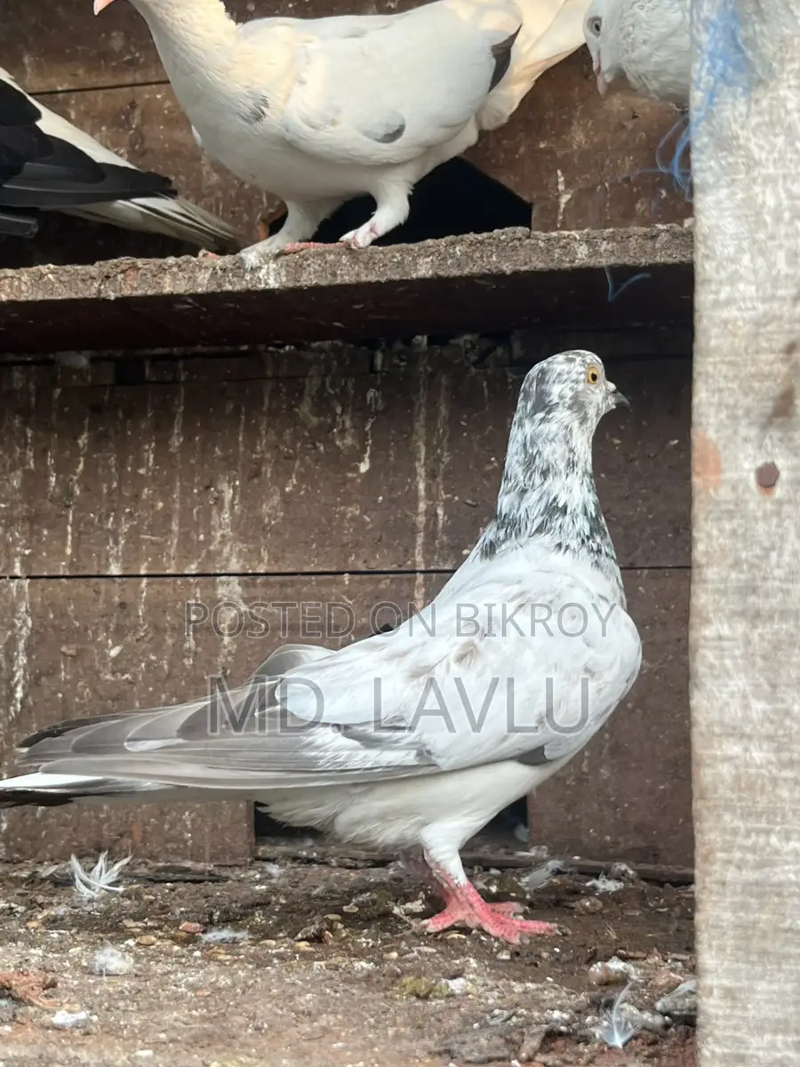 গিরিবাজ কবুতর