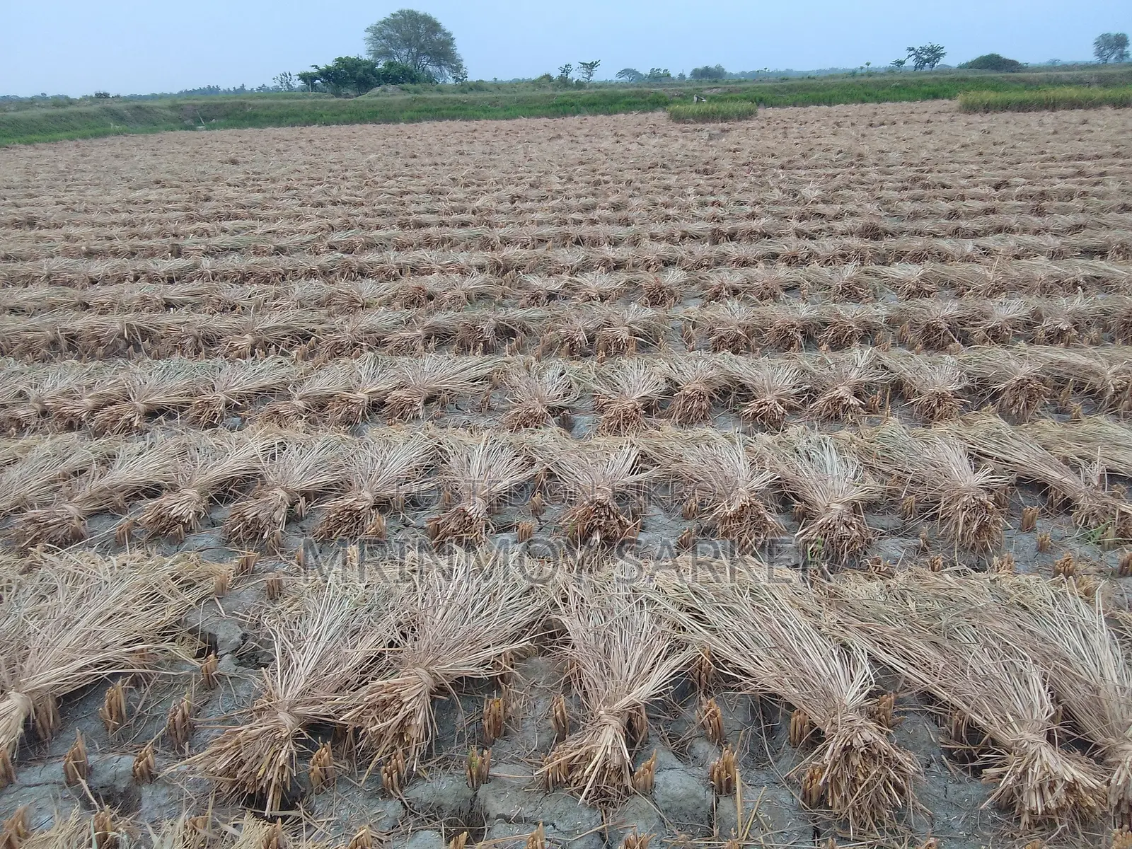 Large Size Long Straw
