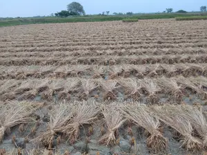 Large Size Long Straw