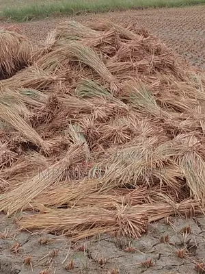 Large Size Long Straw