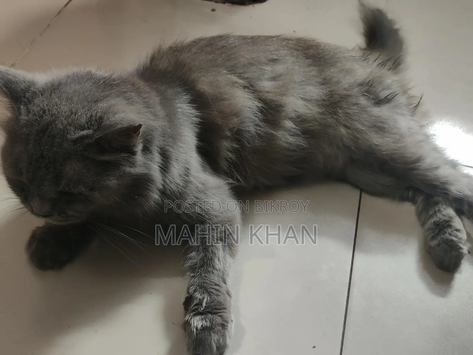 ধূসর রঙের বিড়াল