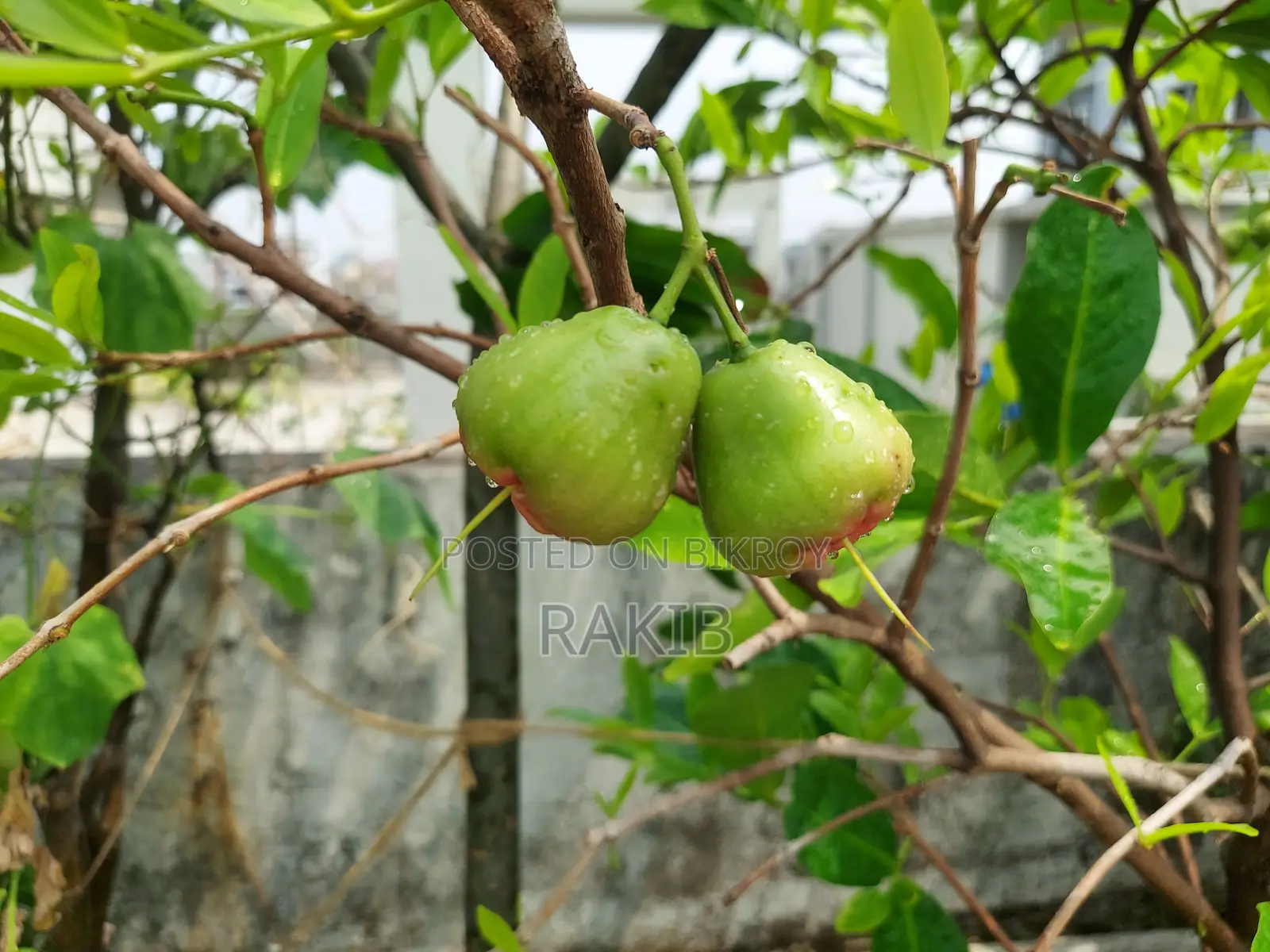 সিডলেস জামরুল গাছ ফল সহ