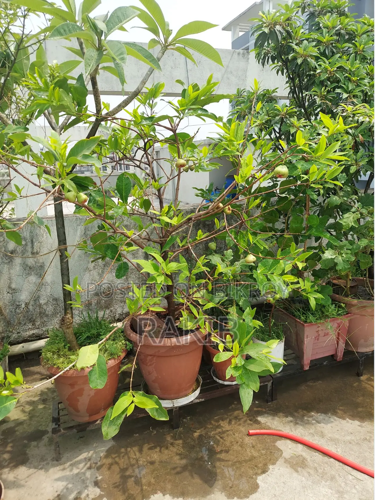সিডলেস জামরুল গাছ ফল সহ