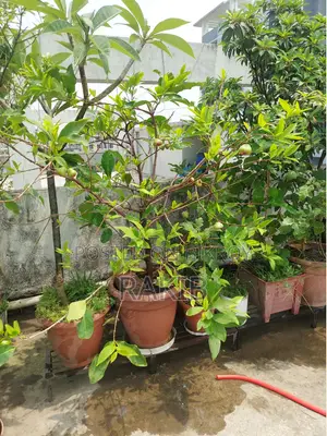 সিডলেস জামরুল গাছ ফল সহ