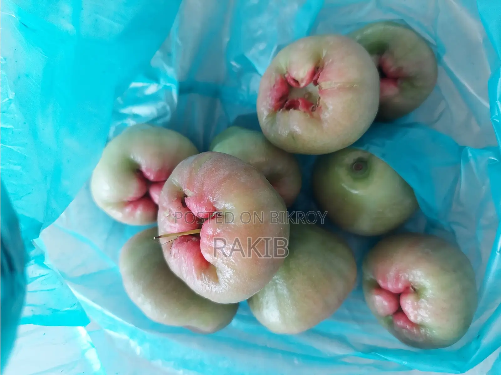 সিডলেস জামরুল গাছ ফল সহ
