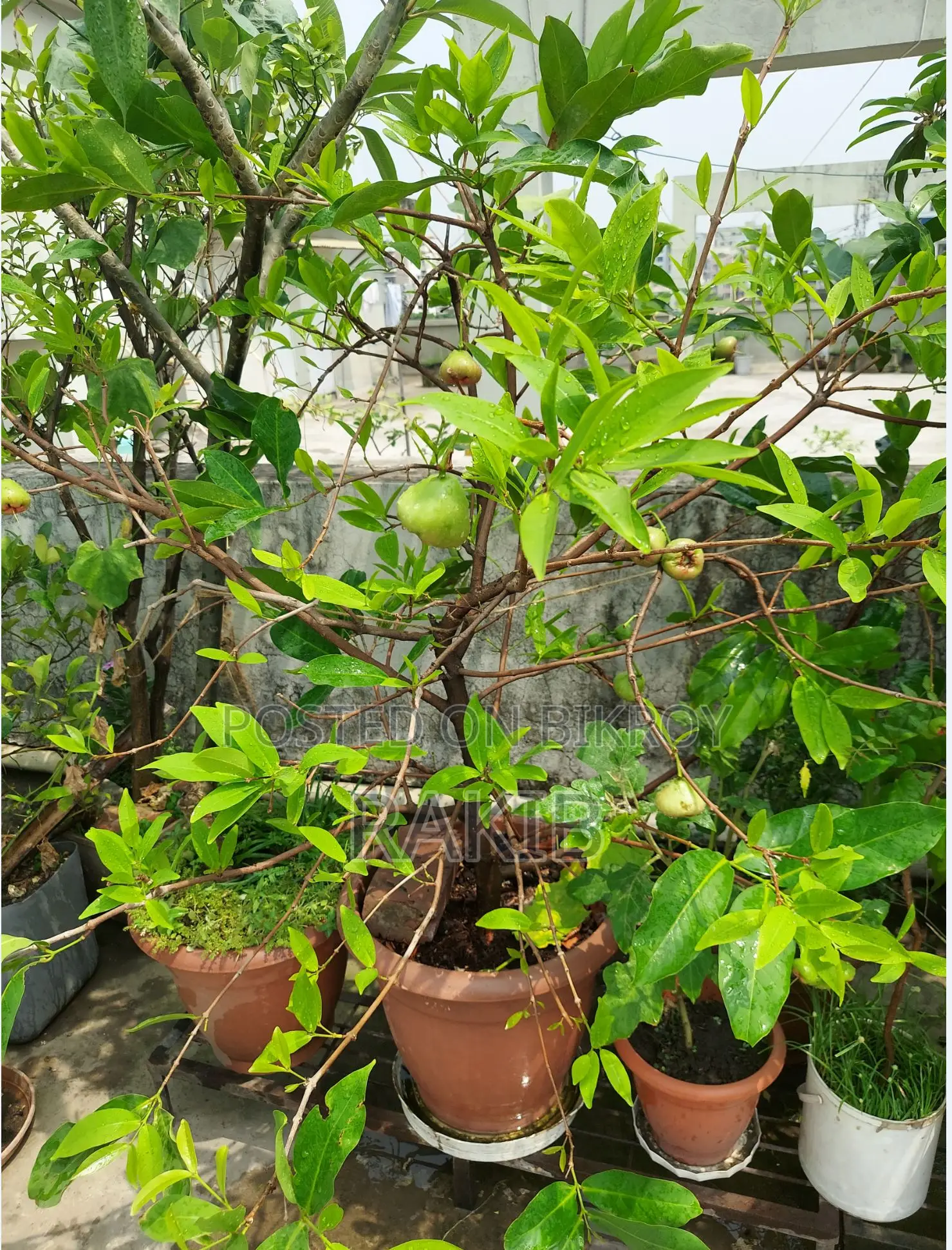 সিডলেস জামরুল গাছ ফল সহ
