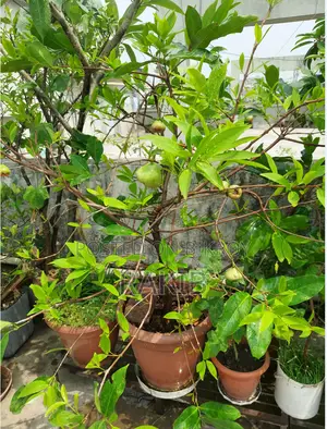 সিডলেস জামরুল গাছ ফল সহ