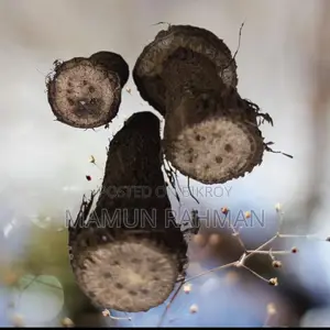 খুলনার চুই ঝাল