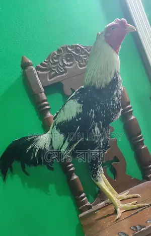 Rooster for Sale