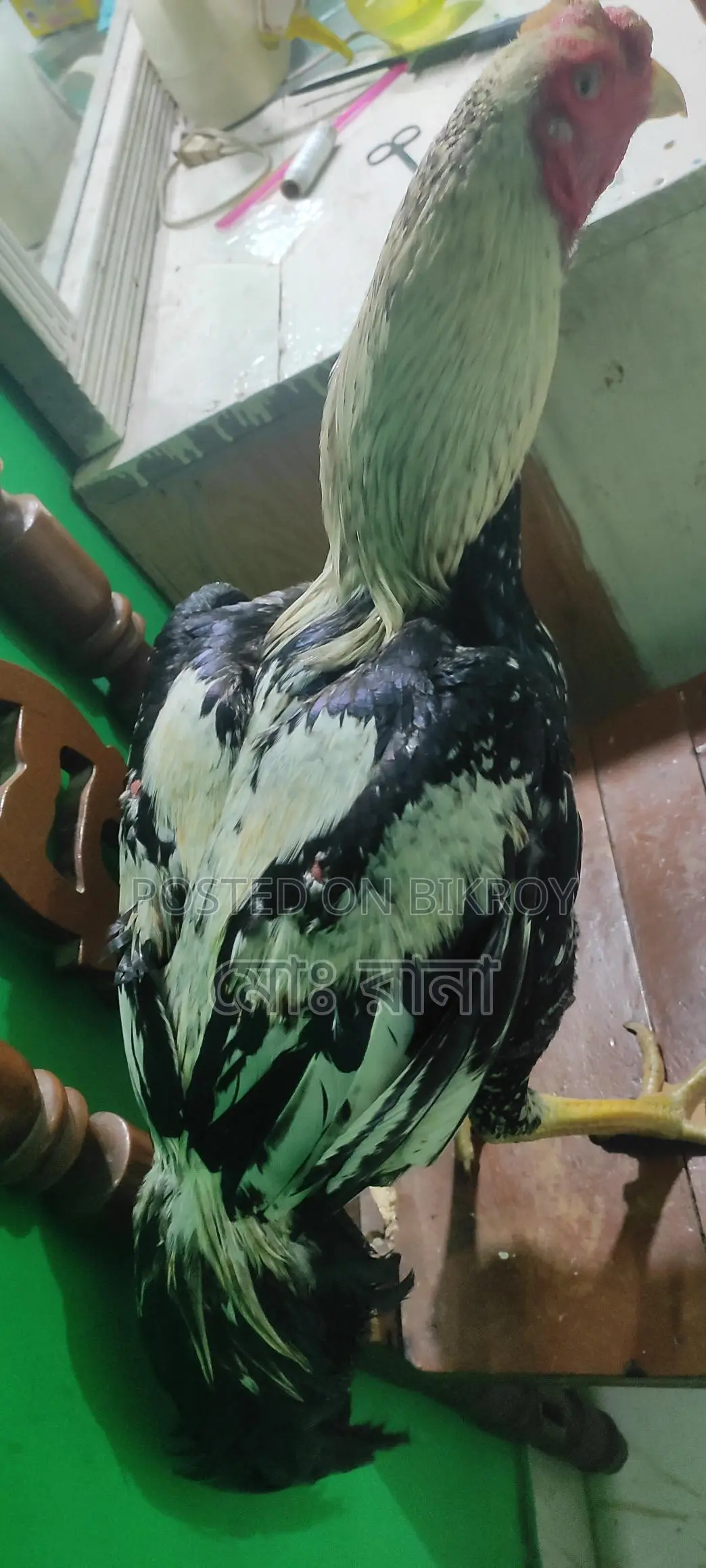 Rooster for Sale