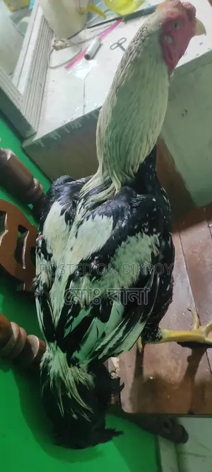 Rooster for Sale