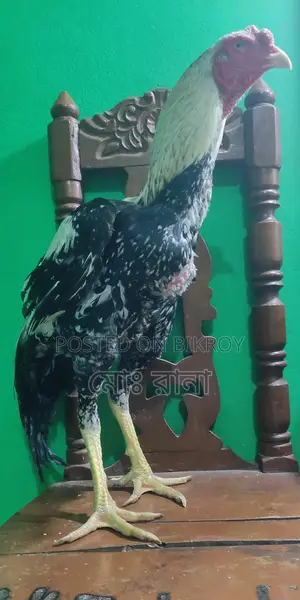 Rooster for Sale