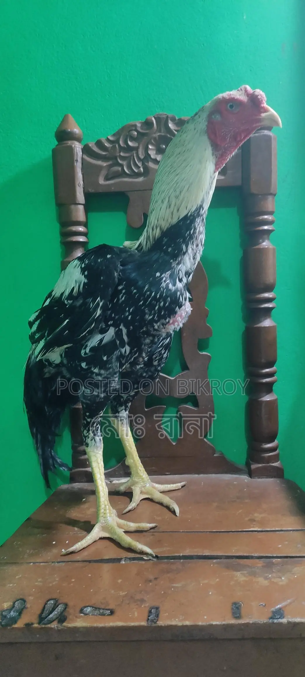 Rooster for Sale