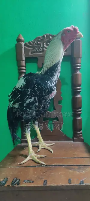 Rooster for Sale